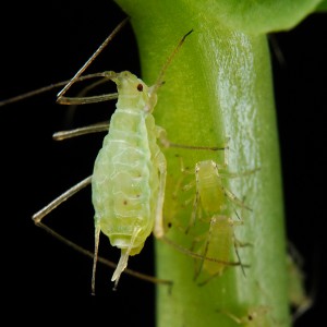 Meyer Lemon Tree Insect Pests-aphid-insect-pest