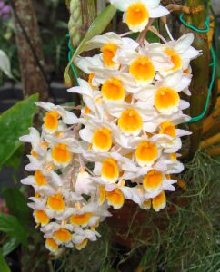 Orchids To Plant In The fall In South Florida