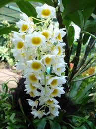 Orchids To Plant In The Fall In South Florida-a-flowering-orchid
