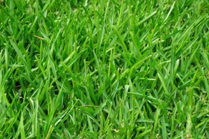 Can You Over Fertilize A Lawn-a-green-lawn