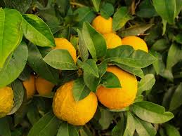 Meyer Lemon Tree Insect Pest-a-lemon-tree