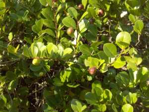 How To Prune Coco Plum Trees-a-coco-plum-plant