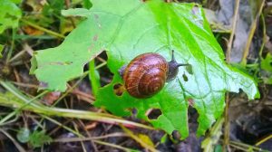 Fall Garden Pests In South Florida-a-snail-feeding-on-a-garden-plant