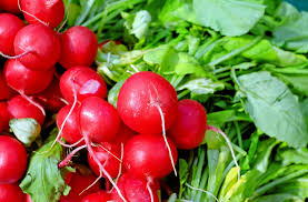 Cool Weather Crops-radishes