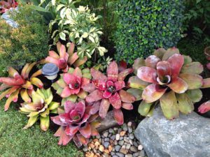 How To Care For Bromeliads Outdoors-bromeliads
