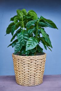 How To Get Rid Of Mould On Indoor Plants-a-house-plant