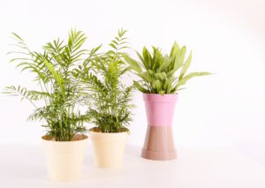 How To Know If I am Overwatering My Houseplant-container-plants