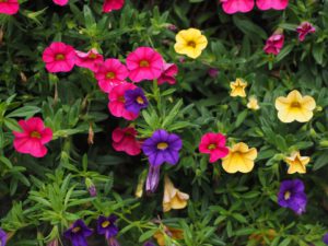Cool Season Annuals For South Florida-petunia-flowering-plants