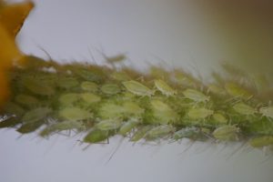 Common Garden Insect Pest-aphids