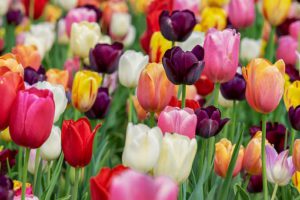 Spring Flower Bulbs-tulip-flowers
