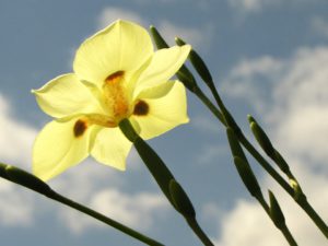 Spring Flower Bulbs-african-iris-bulb