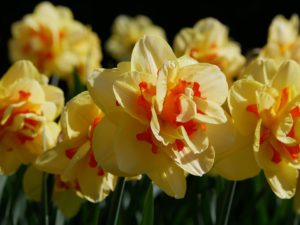 Daffodil Flower Care-daffodil-tahiti