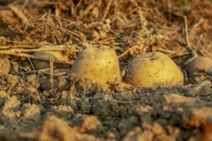 When To Plant Potatoes-potatoes-growing-in-the-ground