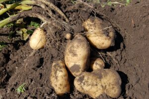When to Plant Potatoes-potato-harvest