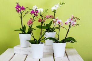 Orchids To Plant In The fall In South Florida-phalenopsis-orchids