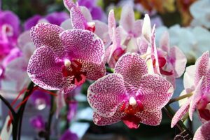 Orchids To Plant In The Fall In South Florida-vandas-orchids