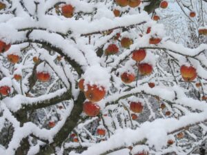 Winterizing Fruit Trees In South Florida-apple-tree-in-the-snow