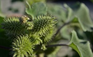 Plants That Cause Plant Allergies-siberian-cocklebur