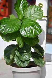 How To Care For Fiddle Leaf Fig In The Winter-fiddle-leaf-fig