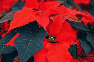 The Growth And The Care Of Poinsettias Indoors-red-poinsettia