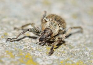 How To Get Rid Of Pantry Bugs-a-weevil