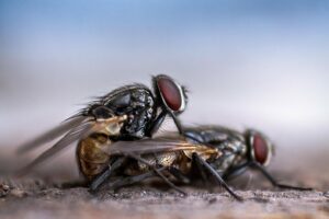 How To Keep Flies Out Of Your House-house-flies
