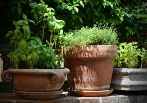 What Is Foodscaping-container-grown-herbs