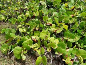 How To Grow Sea Grapes From Seeds-a-sea-grape-plant