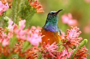 How To Plant A Spring Flower Garden-orange-breasted-sunbird