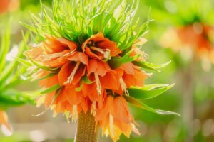 Spring Flower bulbs-fritillaria-imperial-crown