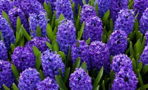 Spring Flower Blooms-hyacinth-flower-bloom