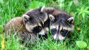 How To Keep Raccoons Out Of Your Yard-baby-raccoons