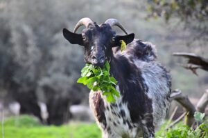 How To Use Goat Manure-a-goat-eating