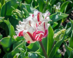Spring Flower Blubs-tulip-flower-plant