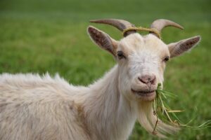 Goatscaping Weed Control-goat-eating
