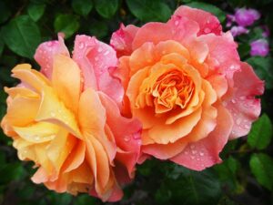 How To Care For Roses In Spring-rose-petals
