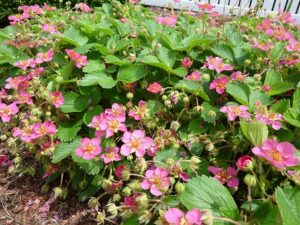 How To Remove Weeds From Ground Covers-beautiful-flowers