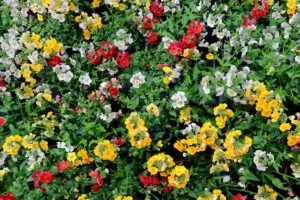 How To Care For Nemesia Flowering Plants-nemesia-flowers