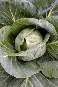 Seaside Vegetable Gardening-cabbage