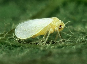 Hibiscus Whitefly Control-a whitefly-insect-pest