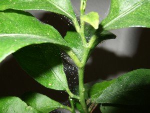 Types Of Miticides-spider-mites-on-plants