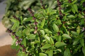 Herbs For A garden-basil-herb