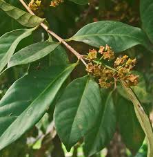 Sweet Bay Laurel Tree-bay-leaf-herb-plant