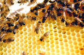 How To Atrcat Bees To Your Garden-bees-making-honey-comb
