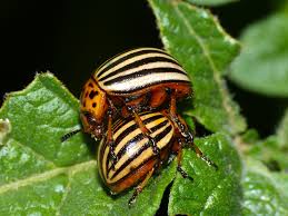 Colorado potato beetles-garden-pest-and-pest-control