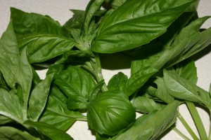 How To Start An Indoor Organic Garden In And Apartment-basil-herb