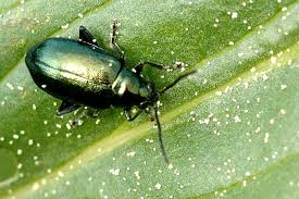Crucifer flea beetle-garden-pest-and-pest-control