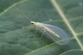 Lacewings-garden-pest-and-pest-control