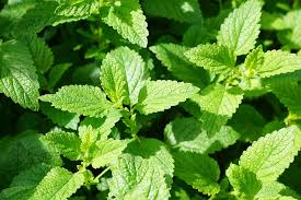 Herbs For A Garden-mint-herb