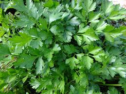 Herb Gardens For Begginers-parsley-herb
